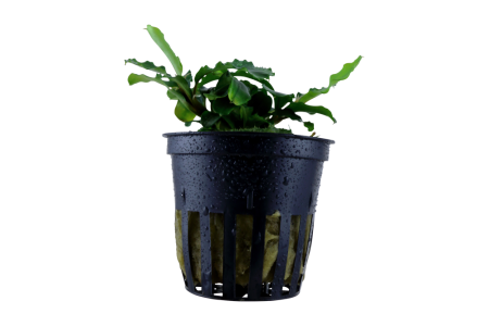 Preview: Bucephalandra Wavy Green im Topf von Tropica